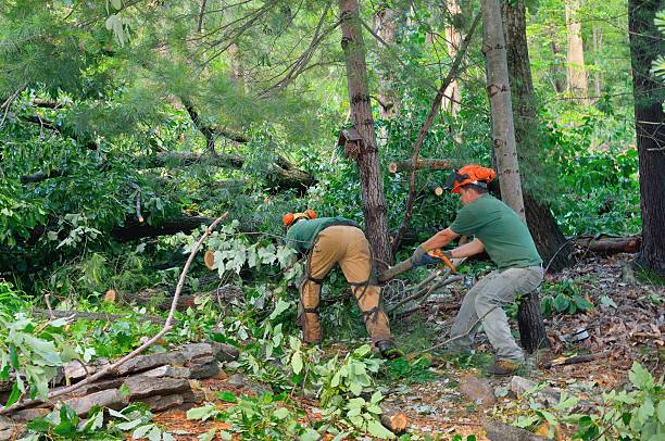 How Our Tree Care Process Works  in  Allentown, NJ